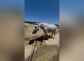 Zangersheider, Gelding, 10 years, 16,2 hh, Grey