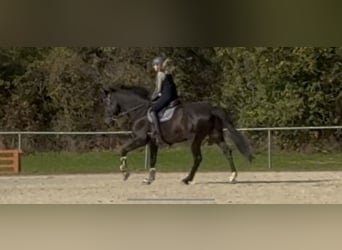 Zangersheider, Gelding, 10 years, 16,2 hh, Smoky-Black