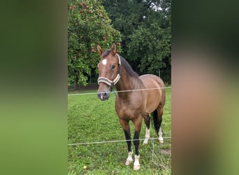 Zangersheider, Gelding, 10 years, 16,3 hh, Brown