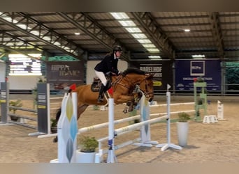 Zangersheider, Gelding, 10 years, 17 hh, Bay-Dark