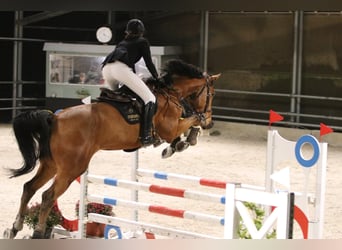 Zangersheider, Gelding, 10 years, 17 hh, Bay-Dark