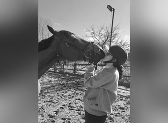 Zangersheider, Gelding, 10 years, 17 hh, Bay-Dark