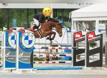 Zangersheider, Gelding, 10 years, 17 hh, Bay-Dark