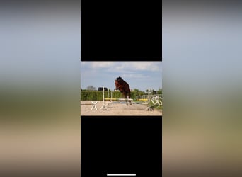 Zangersheider, Gelding, 10 years, 17 hh, Brown
