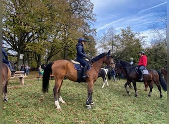 Zangersheider, Gelding, 10 years, 17 hh, Brown