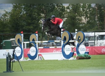 Zangersheider, Gelding, 10 years, 17,1 hh, Black