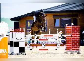 Zangersheider, Gelding, 10 years, 18 hh, Smoky-Black