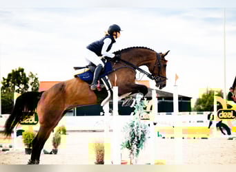 Zangersheider, Gelding, 10 years, 18 hh, Smoky-Black
