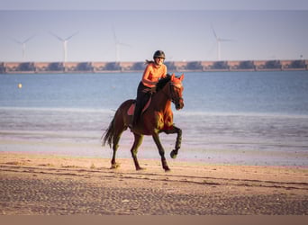 Zangersheider, Gelding, 11 years, 16.1 hh, Brown