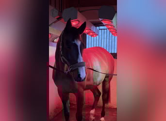 Zangersheider, Gelding, 11 years, 16 hh, Brown