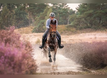 Zangersheider, Gelding, 11 years, 16,1 hh, Brown