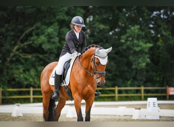 Zangersheider, Gelding, 11 years, 16,1 hh, Brown