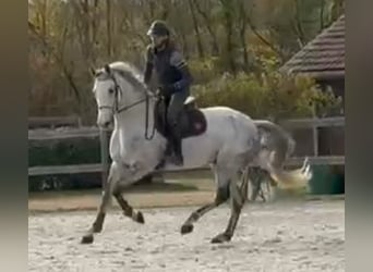 Zangersheider, Gelding, 11 years, 16,1 hh, Grey