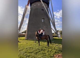 Zangersheider, Gelding, 12 years, 15.2 hh, Brown