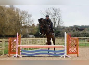 Zangersheider, Gelding, 12 years, 16.1 hh, Black