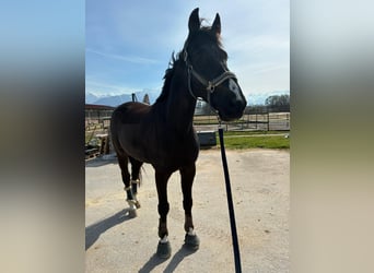 Zangersheider, Gelding, 12 years, 16.2 hh, Smoky-Black