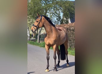 Zangersheider, Gelding, 12 years, 16.3 hh, Brown