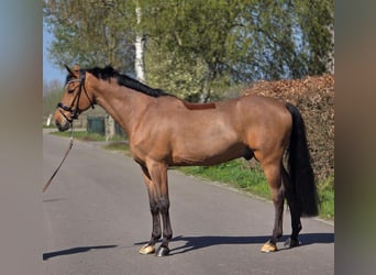 Zangersheider, Gelding, 12 years, 16.3 hh, Brown