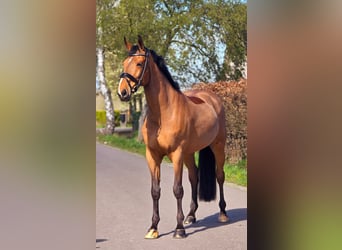 Zangersheider, Gelding, 12 years, 16.3 hh, Brown