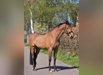 Zangersheider, Gelding, 12 years, 16.3 hh, Brown