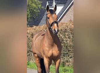 Zangersheider, Gelding, 12 years, 16.3 hh, Brown