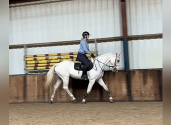 Zangersheider, Gelding, 12 years, 16 hh, Gray-Blue-Tan