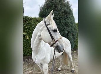 Zangersheider, Gelding, 12 years, 16 hh, Gray-Blue-Tan