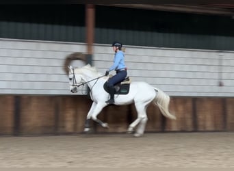 Zangersheider, Gelding, 12 years, 16 hh, Gray-Blue-Tan