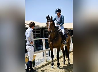 Zangersheider, Gelding, 12 years, 16,1 hh, Bay