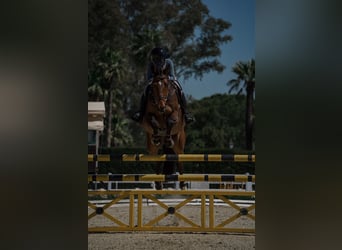 Zangersheider, Gelding, 12 years, 16,1 hh, Bay