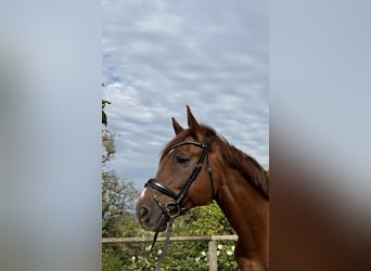 Zangersheider, Gelding, 12 years, 16,2 hh, Chestnut-Red