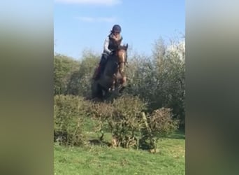 Zangersheider, Gelding, 12 years, 16,2 hh