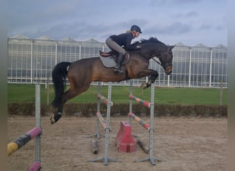 Zangersheider, Gelding, 12 years, 17.2 hh, Bay-Dark Zangersheider, Gelding, 12 years, 17.2 hh, Bay-Dark