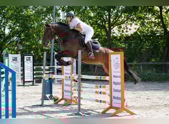 Zangersheider, Gelding, 12 years, 17.2 hh, Bay-Dark Zangersheider, Gelding, 12 years, 17.2 hh, Bay-Dark