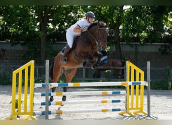 Zangersheider, Gelding, 12 years, 17.2 hh, Bay-Dark Zangersheider, Gelding, 12 years, 17.2 hh, Bay-Dark