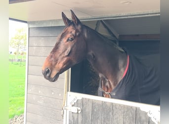 Zangersheider, Gelding, 12 years, 17.2 hh, Bay-Dark Zangersheider, Gelding, 12 years, 17.2 hh, Bay-Dark