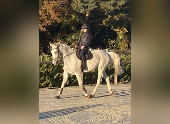 Zangersheider, Gelding, 12 years, 17 hh, Grey