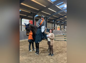 Zangersheider, Gelding, 12 years, 17,2 hh, Bay-Dark