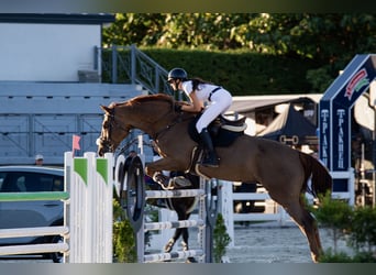 Zangersheider, Gelding, 12 years, 17,2 hh, Chestnut