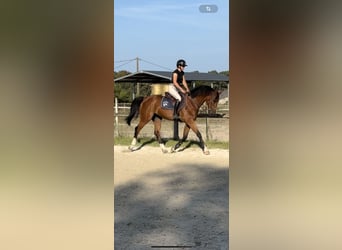 Zangersheider, Wallach, 13 Jahre, 16,1 hh, Schwarzbrauner