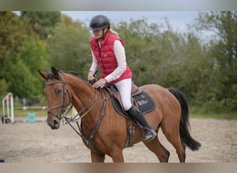 Zangersheider, Wallach, 13 Jahre, 16,1 hh, Schwarzbrauner