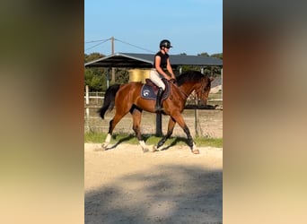 Zangersheider, Gelding, 13 years, 16,1 hh, Smoky-Black