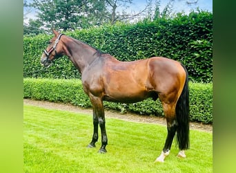 Zangersheider, Gelding, 13 years, 16 hh, Brown