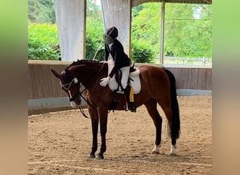 Zangersheider, Gelding, 13 years, 16 hh, Brown