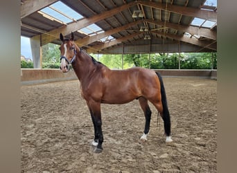 Zangersheider, Gelding, 13 years, 16 hh, Brown