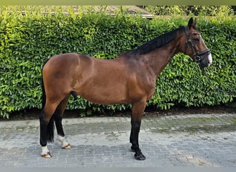 Zangersheider, Gelding, 13 years, 16 hh, Brown