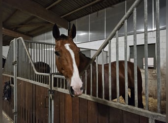 Zangersheider, Gelding, 13 years, 16 hh, Brown