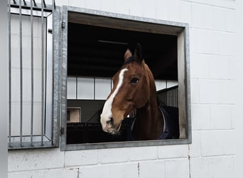 Zangersheider, Gelding, 13 years, 16 hh, Brown