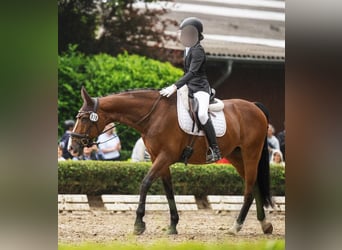 Zangersheider, Gelding, 13 years, 16 hh, Brown