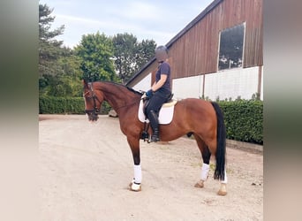 Zangersheider, Gelding, 13 years, 16 hh, Brown